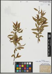 Foto von Salix alba L. x Salix fragilis L.